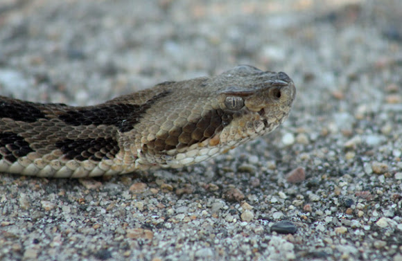 Spotting Image 1