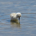 Juvenile pied avocet (3 weeks)