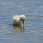 Juvenile pied avocet (3 weeks)