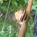 Snail