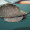 Lappet Moth