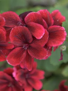 Kindle Fire Flower Wallpaper