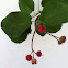 Serviceberry 'Robin Hill'