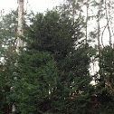Virginia pine