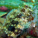 Smooth-lipped Blenny