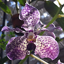 Vanda Orchid