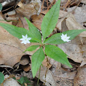 Star Flower