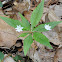 Star Flower