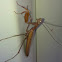 European Praying Mantis