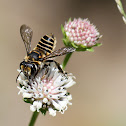 Leafcutter Bee