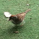 Female Rose Breasted Grosbeak
