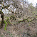 Weeping Willow