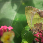 Stained Greenstreak