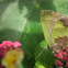 Stained Greenstreak