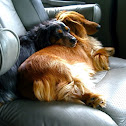Longhaired Dachshund