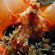 Ceratosoma gracillimum