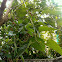 Mulberry（桑树）