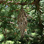 Bagworm Moth