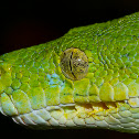 Green Python