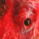 Secretary blenny
