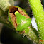 Brown-winged Stink Bug