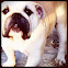 Bulldog