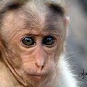 Bonnet macaque