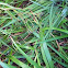 Blue eyed grass