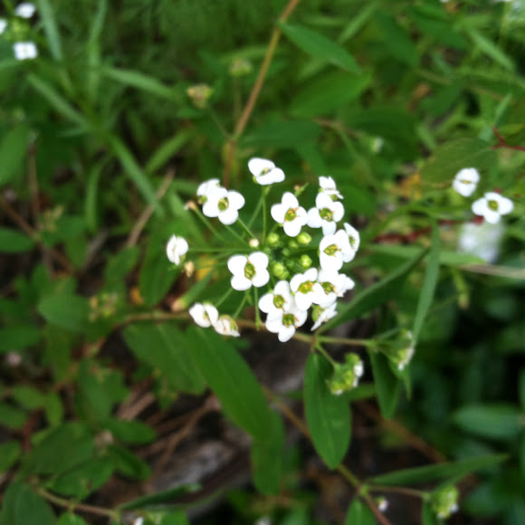 Spotting Image 1