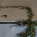 Palm Tree