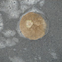 Common Sand Dollar