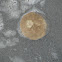 Common Sand Dollar