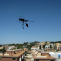 digger wasp; avispa alfarera