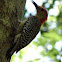 Red Bellied Woodpecker