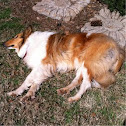 Collie