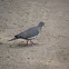 White-winged Dove