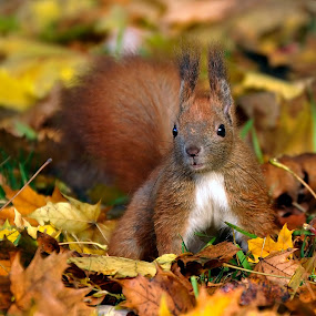 Autumn squirrel by Gabriel Catalin - Animals Other Mammals