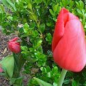 Tulip