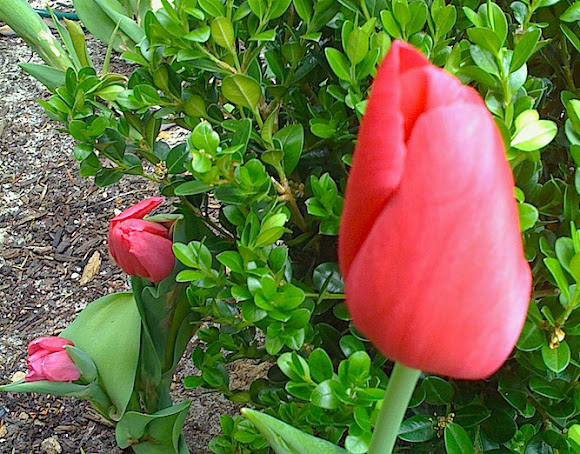 Spotting Image 1