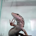 Troodos Mountain Lizard