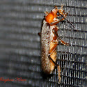Brown Leatherwing Beetle