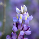 Lupine