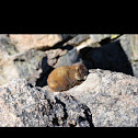 Marmot