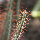 Euphorbia Aeruginosa