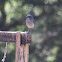 Scrub Jay
