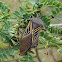 Giant Mesquite Bug