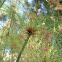 Papyrus plant (Cyperus papyrus)