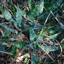 Aloe sp.