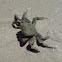Crab