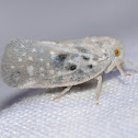 Citrus Flatid Planthopper